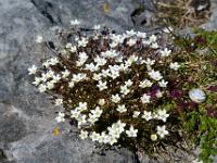 Weißes Blütenpolster mit kleiner Schnecke - Burren, Co. Clare